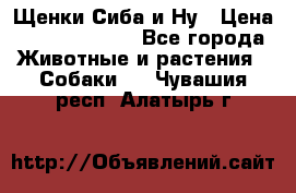 Щенки Сиба и Ну › Цена ­ 35000-85000 - Все города Животные и растения » Собаки   . Чувашия респ.,Алатырь г.